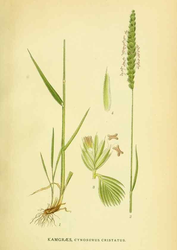 Reproducción/Reproduction 8147675708: Billeder af nordens flora,. København,G.E.C. Gad's forlag,1917-1927.