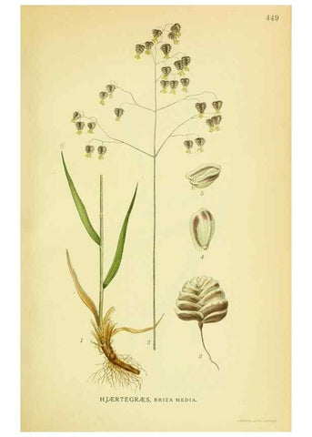 Reproducción/Reproduction 8147676212: Billeder af nordens flora,. København,G.E.C. Gad's forlag,1917-1927.
