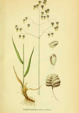 Reproducción/Reproduction 8147676212: Billeder af nordens flora,. København,G.E.C. Gad's forlag,1917-1927.