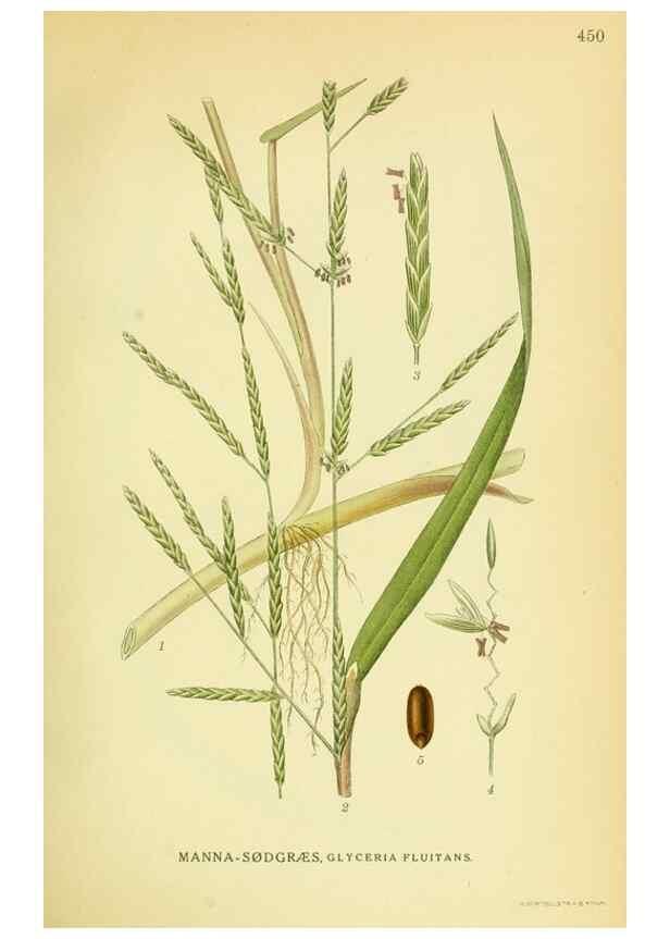 Reproducción/Reproduction 8147676686: Billeder af nordens flora,. København,G.E.C. Gad's forlag,1917-1927.