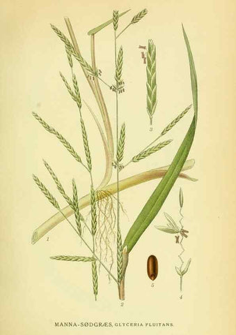 Reproducción/Reproduction 8147676686: Billeder af nordens flora,. København,G.E.C. Gad's forlag,1917-1927.