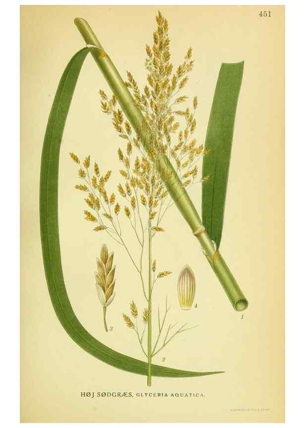 Reproducción/Reproduction 8147677222: Billeder af nordens flora,. København,G.E.C. Gad's forlag,1917-1927.