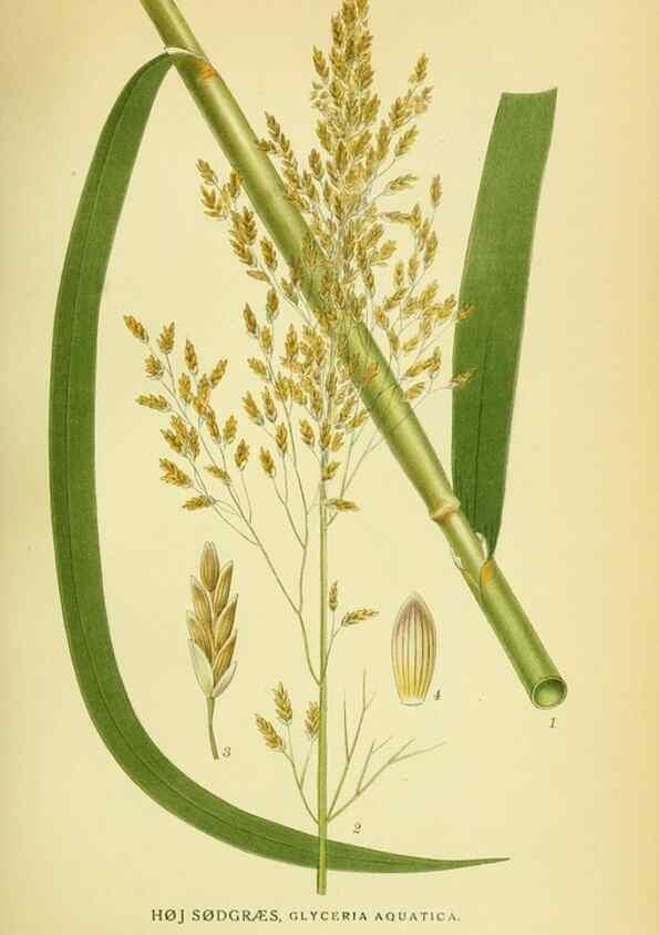 Reproducción/Reproduction 8147677222: Billeder af nordens flora,. København,G.E.C. Gad's forlag,1917-1927.