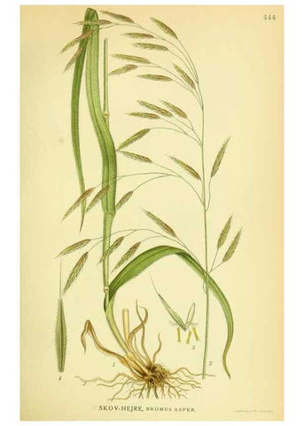 Reproducción/Reproduction 8147673366: Billeder af nordens flora,. København,G.E.C. Gad's forlag,1917-1927.