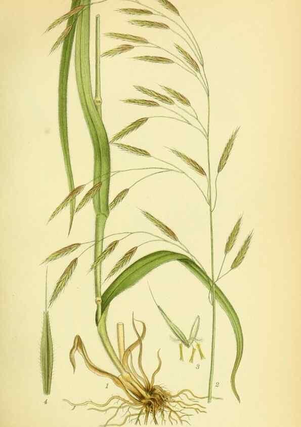 Reproducción/Reproduction 8147673366: Billeder af nordens flora,. København,G.E.C. Gad's forlag,1917-1927.