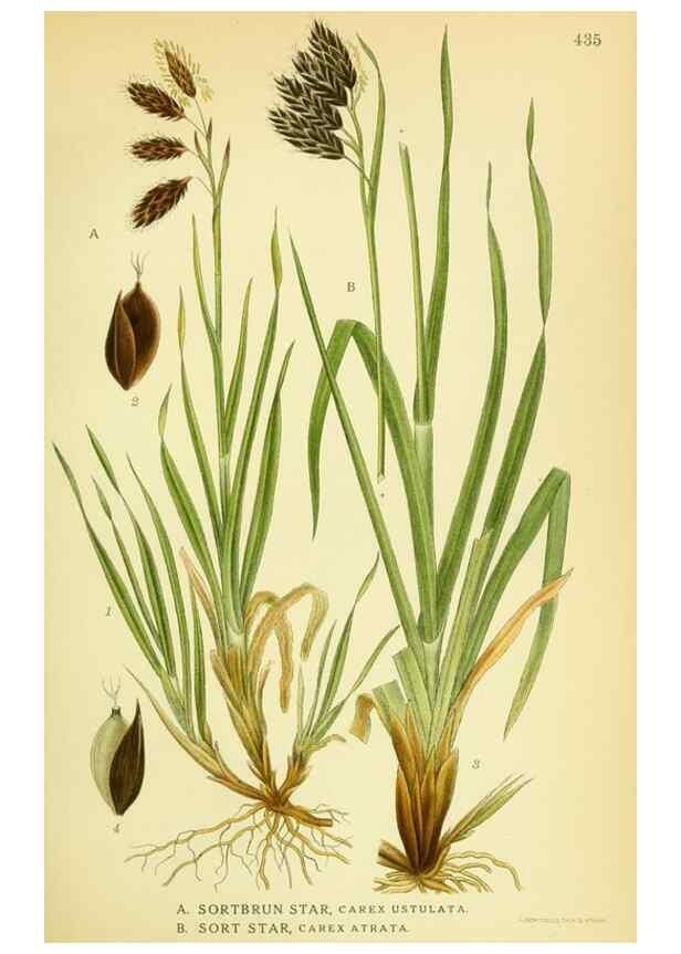 Reproducción/Reproduction 8147635515: Billeder af nordens flora,. København,G.E.C. Gad's forlag,1917-1927.