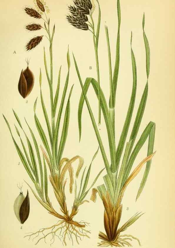 Reproducción/Reproduction 8147635515: Billeder af nordens flora,. København,G.E.C. Gad's forlag,1917-1927.