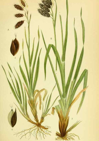 Reproducción/Reproduction 8147635515: Billeder af nordens flora,. København,G.E.C. Gad's forlag,1917-1927.