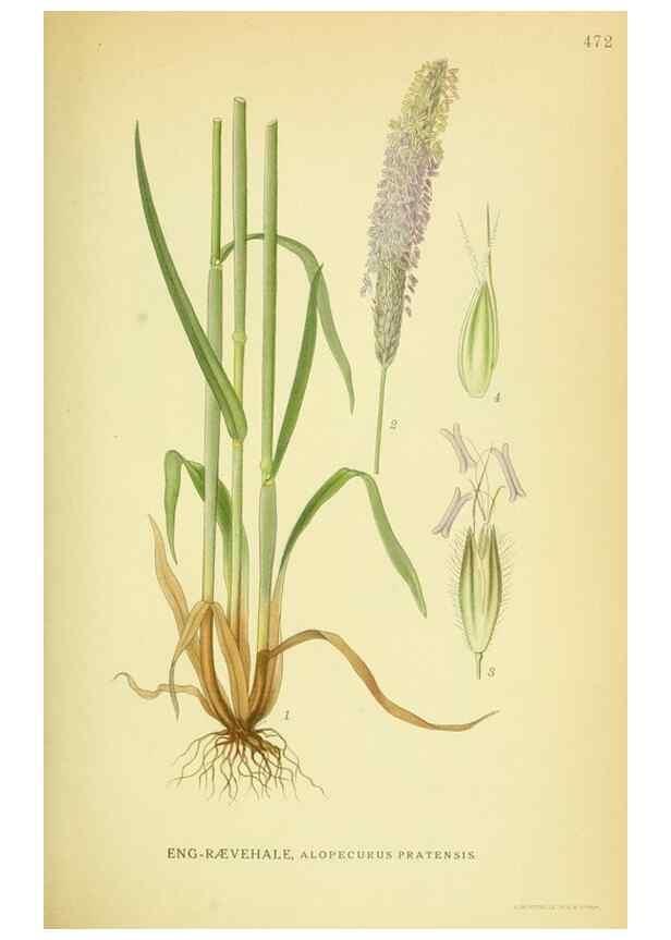 Reproducción/Reproduction 8147655547: Billeder af nordens flora,. København,G.E.C. Gad's forlag,1917-1927.