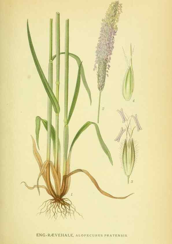 Reproducción/Reproduction 8147655547: Billeder af nordens flora,. København,G.E.C. Gad's forlag,1917-1927.
