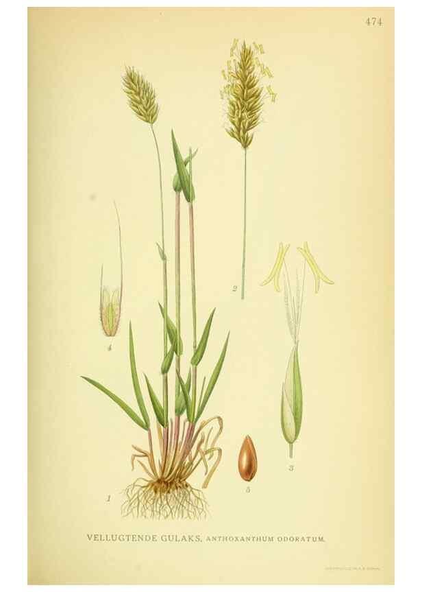 Reproducción/Reproduction 8147656389: Billeder af nordens flora,. København,G.E.C. Gad's forlag,1917-1927.
