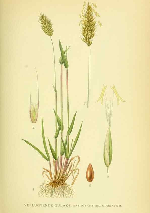 Reproducción/Reproduction 8147656389: Billeder af nordens flora,. København,G.E.C. Gad's forlag,1917-1927.
