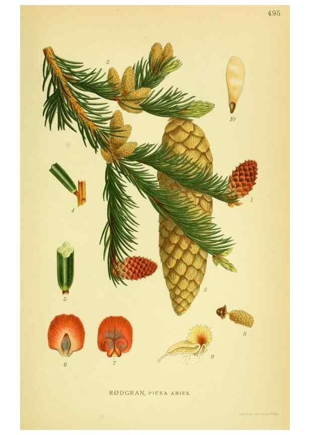 Reproducción/Reproduction 8147667035: Billeder af nordens flora,. København,G.E.C. Gad's forlag,1917-1927.