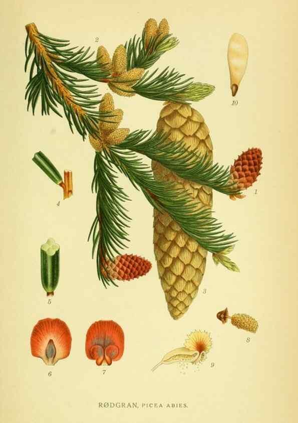 Reproducción/Reproduction 8147667035: Billeder af nordens flora,. København,G.E.C. Gad's forlag,1917-1927.