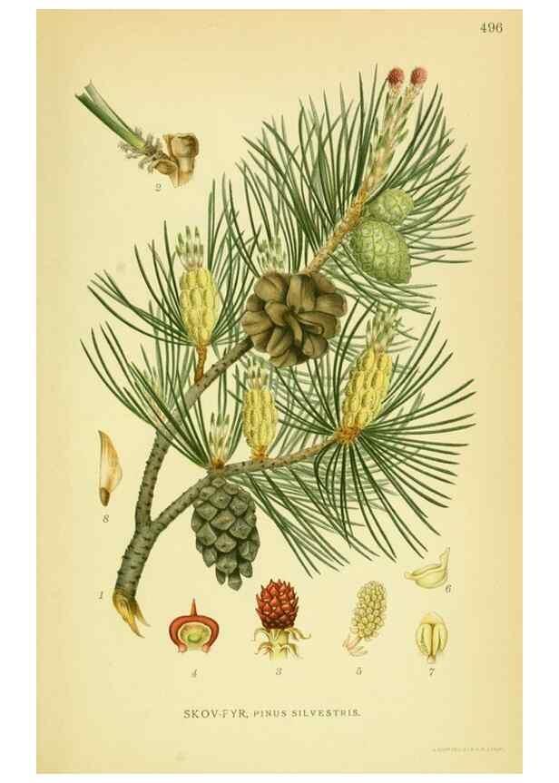 Reproducción/Reproduction 8147700340: Billeder af nordens flora,. København,G.E.C. Gad's forlag,1917-1927.