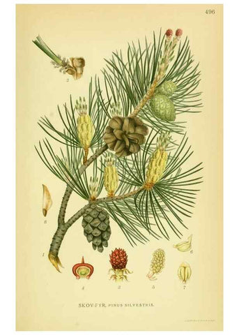 Reproducción/Reproduction 8147700340: Billeder af nordens flora,. København,G.E.C. Gad's forlag,1917-1927.