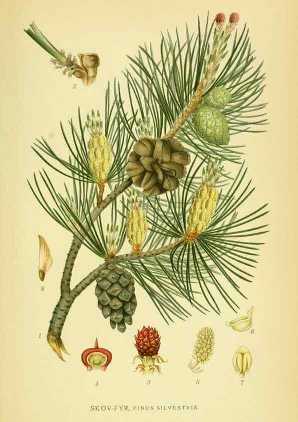 Reproducción/Reproduction 8147700340: Billeder af nordens flora,. København,G.E.C. Gad's forlag,1917-1927.
