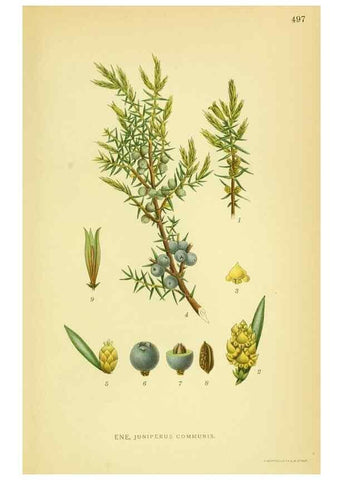 Reproducción/Reproduction 8147700878: Billeder af nordens flora,. København,G.E.C. Gad's forlag,1917-1927.