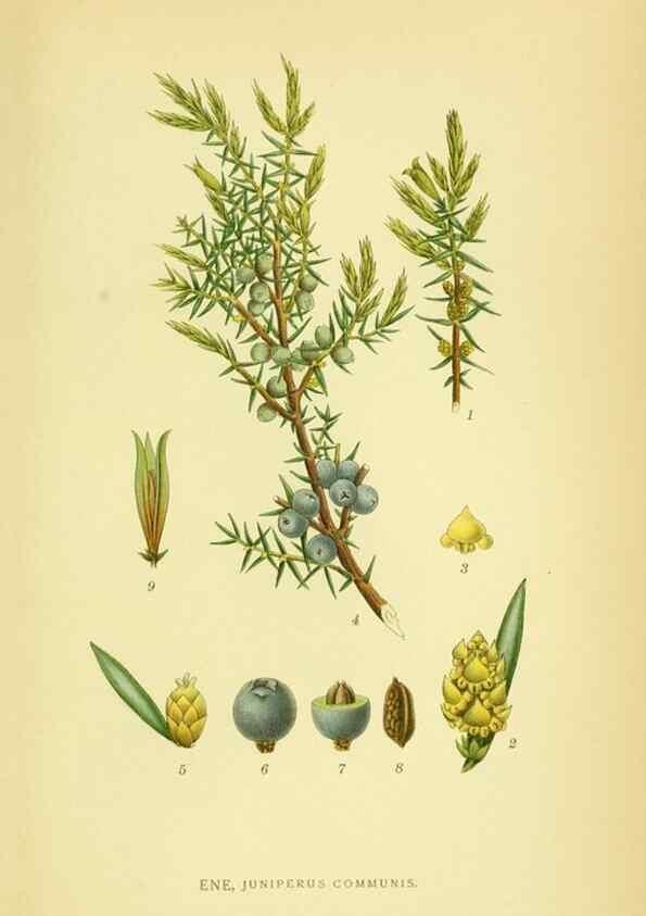 Reproducción/Reproduction 8147700878: Billeder af nordens flora,. København,G.E.C. Gad's forlag,1917-1927.