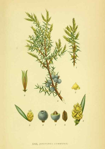 Reproducción/Reproduction 8147700878: Billeder af nordens flora,. København,G.E.C. Gad's forlag,1917-1927.