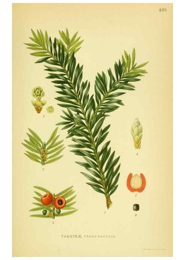 Reproducción/Reproduction 8147701402: Billeder af nordens flora,. København,G.E.C. Gad's forlag,1917-1927.