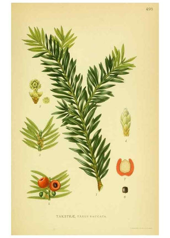 Reproducción/Reproduction 8147701402: Billeder af nordens flora,. København,G.E.C. Gad's forlag,1917-1927.