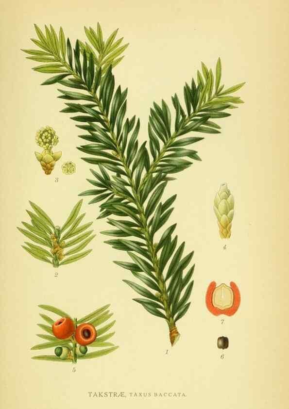 Reproducción/Reproduction 8147701402: Billeder af nordens flora,. København,G.E.C. Gad's forlag,1917-1927.