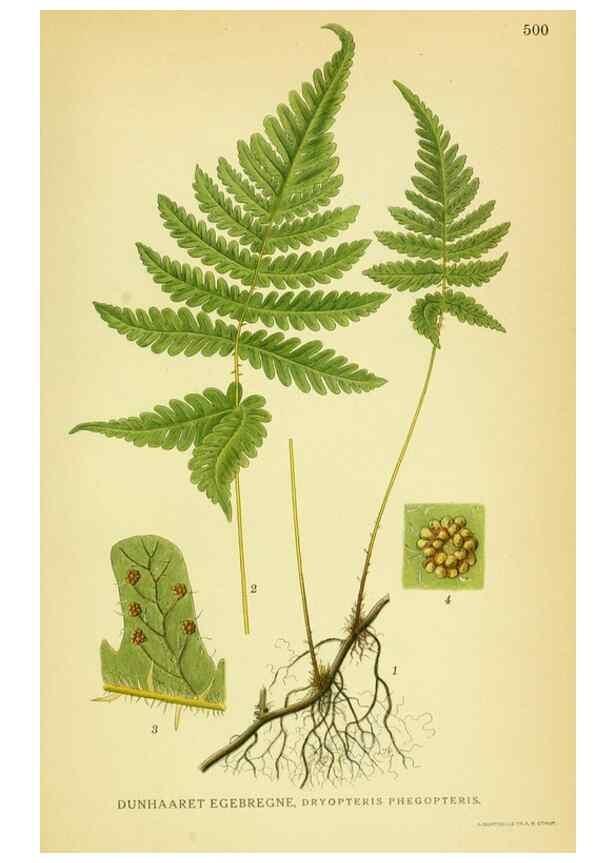 Reproducción/Reproduction 8147669745: Billeder af nordens flora,. København,G.E.C. Gad's forlag,1917-1927.