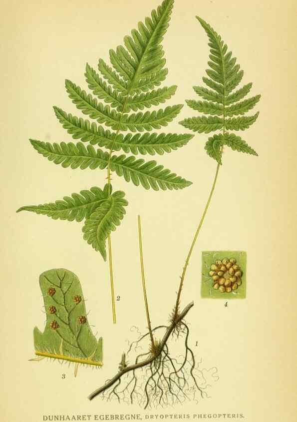 Reproducción/Reproduction 8147669745: Billeder af nordens flora,. København,G.E.C. Gad's forlag,1917-1927.