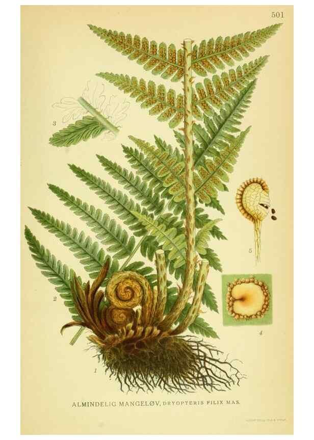 Reproducción/Reproduction 8147670301: Billeder af nordens flora,. København,G.E.C. Gad's forlag,1917-1927.