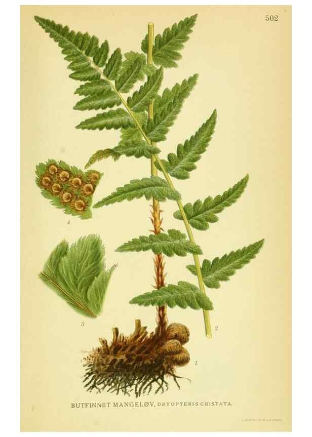 Reproducción/Reproduction 8147703512: Billeder af nordens flora,. København,G.E.C. Gad's forlag,1917-1927.