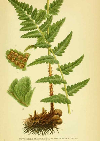 Reproducción/Reproduction 8147703512: Billeder af nordens flora,. København,G.E.C. Gad's forlag,1917-1927.