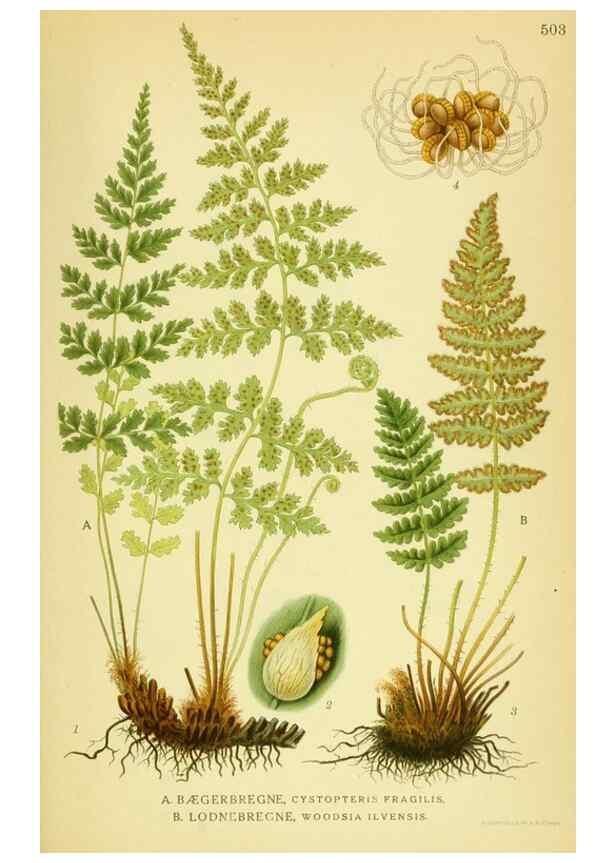 Reproducción/Reproduction 8147704100: Billeder af nordens flora,. København,G.E.C. Gad's forlag,1917-1927.