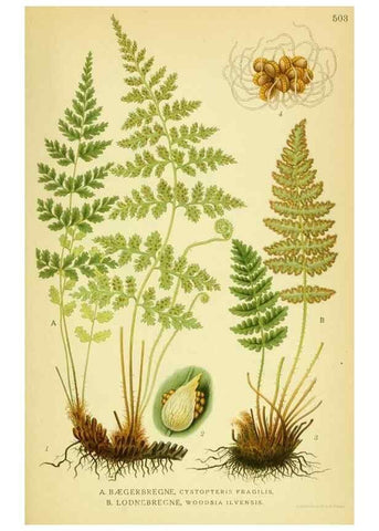Reproducción/Reproduction 8147704100: Billeder af nordens flora,. København,G.E.C. Gad's forlag,1917-1927.