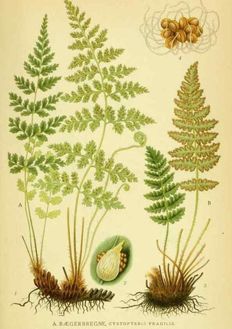 Reproducción/Reproduction 8147704100: Billeder af nordens flora,. København,G.E.C. Gad's forlag,1917-1927.