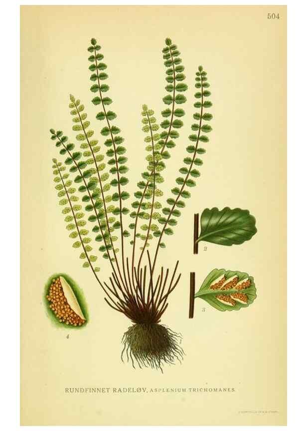 Reproducción/Reproduction 8147704590: Billeder af nordens flora,. København,G.E.C. Gad's forlag,1917-1927.