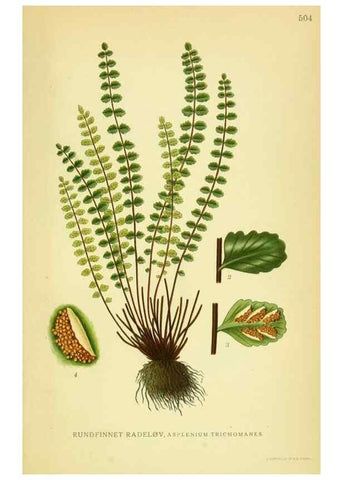 Reproducción/Reproduction 8147704590: Billeder af nordens flora,. København,G.E.C. Gad's forlag,1917-1927.