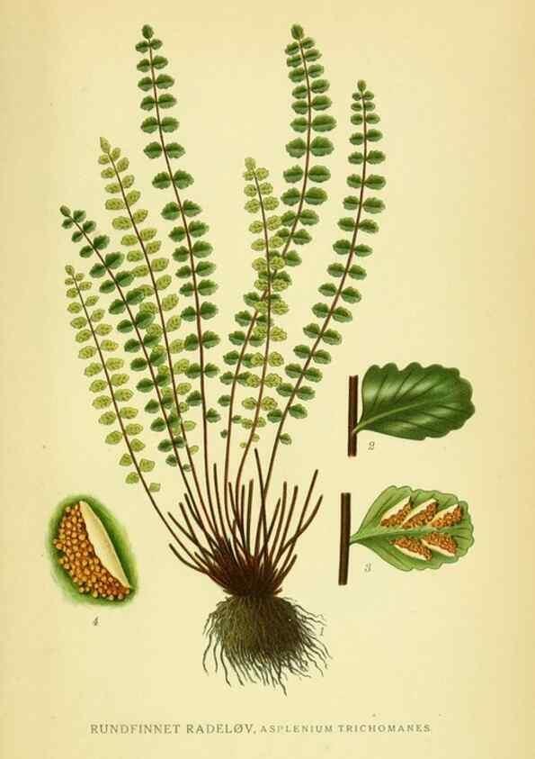 Reproducción/Reproduction 8147704590: Billeder af nordens flora,. København,G.E.C. Gad's forlag,1917-1927.