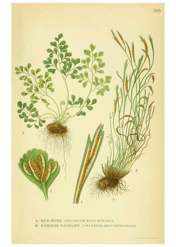 Reproducción/Reproduction 8147672541: Billeder af nordens flora,. København,G.E.C. Gad's forlag,1917-1927.
