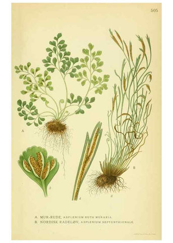 Reproducción/Reproduction 8147672541: Billeder af nordens flora,. København,G.E.C. Gad's forlag,1917-1927.