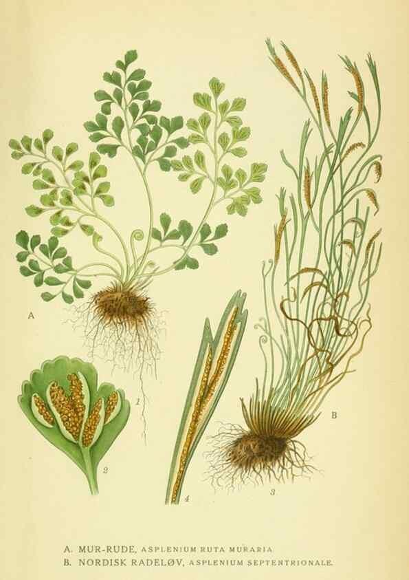 Reproducción/Reproduction 8147672541: Billeder af nordens flora,. København,G.E.C. Gad's forlag,1917-1927.