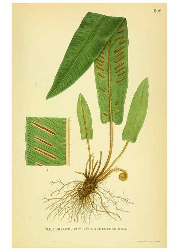 Reproducción/Reproduction 8147672963: Billeder af nordens flora,. København,G.E.C. Gad's forlag,1917-1927.