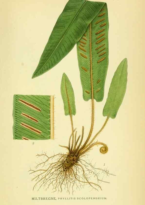 Reproducción/Reproduction 8147672963: Billeder af nordens flora,. København,G.E.C. Gad's forlag,1917-1927.