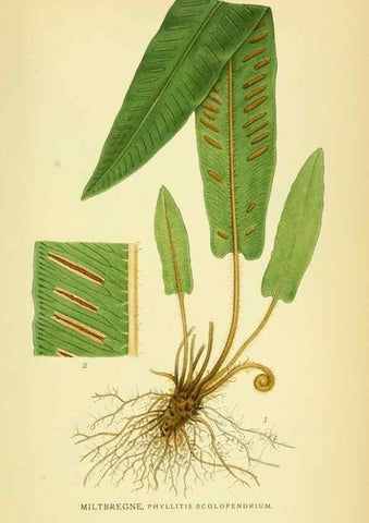 Reproducción/Reproduction 8147672963: Billeder af nordens flora,. København,G.E.C. Gad's forlag,1917-1927.