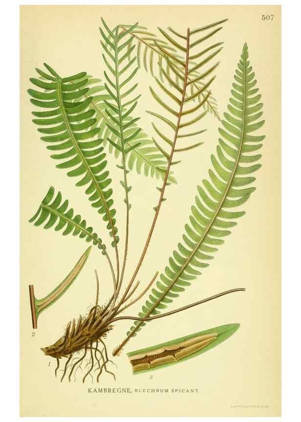 Reproducción/Reproduction 8147706190: Billeder af nordens flora,. København,G.E.C. Gad's forlag,1917-1927.