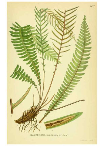 Reproducción/Reproduction 8147706190: Billeder af nordens flora,. København,G.E.C. Gad's forlag,1917-1927.