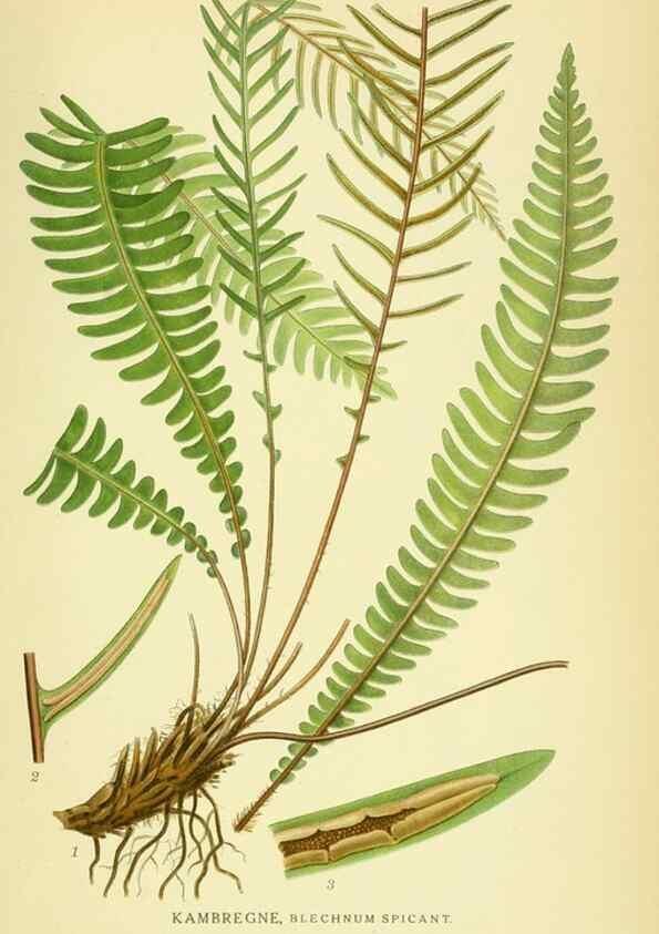 Reproducción/Reproduction 8147706190: Billeder af nordens flora,. København,G.E.C. Gad's forlag,1917-1927.