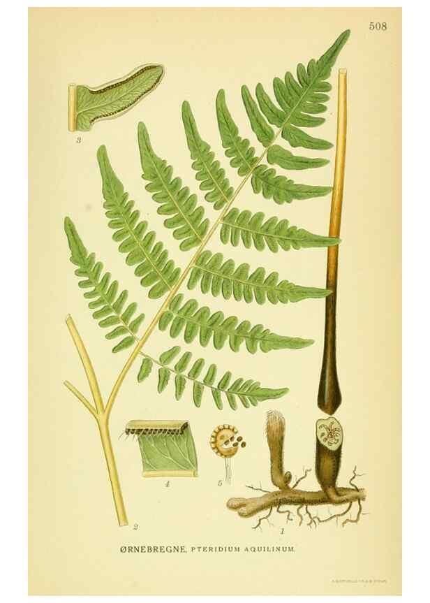 Reproducción/Reproduction 8147707006: Billeder af nordens flora,. København,G.E.C. Gad's forlag,1917-1927.