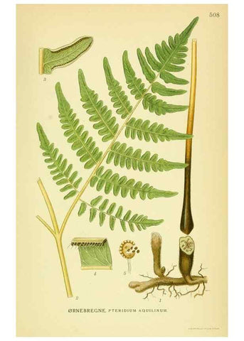 Reproducción/Reproduction 8147707006: Billeder af nordens flora,. København,G.E.C. Gad's forlag,1917-1927.
