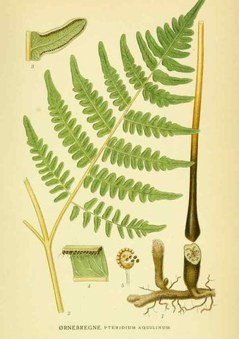 Reproducción/Reproduction 8147707006: Billeder af nordens flora,. København,G.E.C. Gad's forlag,1917-1927.